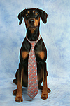 hundefotos dobermann
