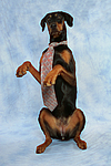 hundefotos dobermann