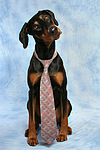 hundefotos dobermann