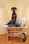 hundefotos dobermann