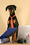 hundefotos dobermann