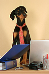 hundefotos dobermann