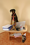 hundefotos dobermann