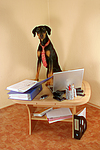 hundefotos dobermann