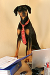hundefotos dobermann