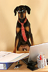 hundefotos dobermann