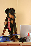 hundefotos dobermann