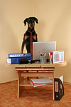 hundefotos dobermann