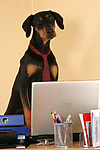 hundefotos dobermann