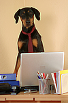 hundefotos dobermann