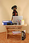 hundefotos dobermann