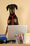 hundefotos dobermann