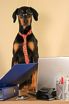 hundefotos dobermann