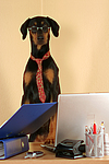 hundefotos dobermann