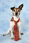 hundefotos jack_russell_terrier