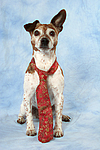 hundefotos jack_russell_terrier