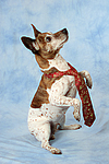 hundefotos jack_russell_terrier