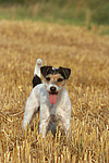 hundefotos parson_russell_terrier
