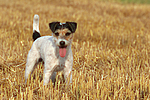 hundefotos parson_russell_terrier