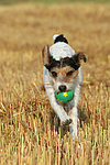 hundefotos parson_russell_terrier