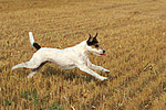 hundefotos parson_russell_terrier