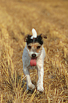 hundefotos parson_russell_terrier