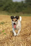 hundefotos parson_russell_terrier