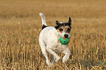 hundefotos parson_russell_terrier