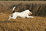 hundefotos parson_russell_terrier