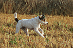 hundefotos parson_russell_terrier