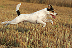 hundefotos parson_russell_terrier