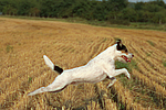 hundefotos parson_russell_terrier