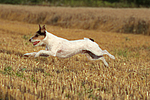 hundefotos parson_russell_terrier