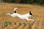hundefotos parson_russell_terrier