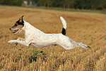 hundefotos parson_russell_terrier