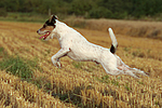 hundefotos parson_russell_terrier