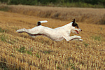 hundefotos parson_russell_terrier