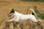 hundefotos parson_russell_terrier