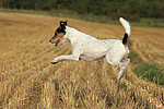 hundefotos parson_russell_terrier