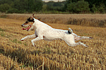 hundefotos parson_russell_terrier