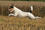 hundefotos parson_russell_terrier
