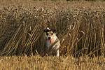hundefotos parson_russell_terrier