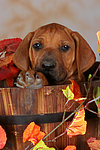 hundefotos rhodesian_ridgeback