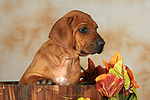 hundefotos rhodesian_ridgeback