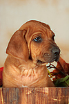 hundefotos rhodesian_ridgeback
