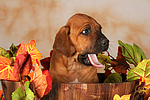 hundefotos rhodesian_ridgeback