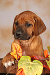 hundefotos rhodesian_ridgeback