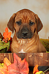 hundefotos rhodesian_ridgeback