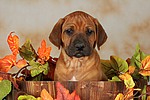 hundefotos rhodesian_ridgeback