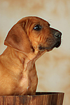 hundefotos rhodesian_ridgeback